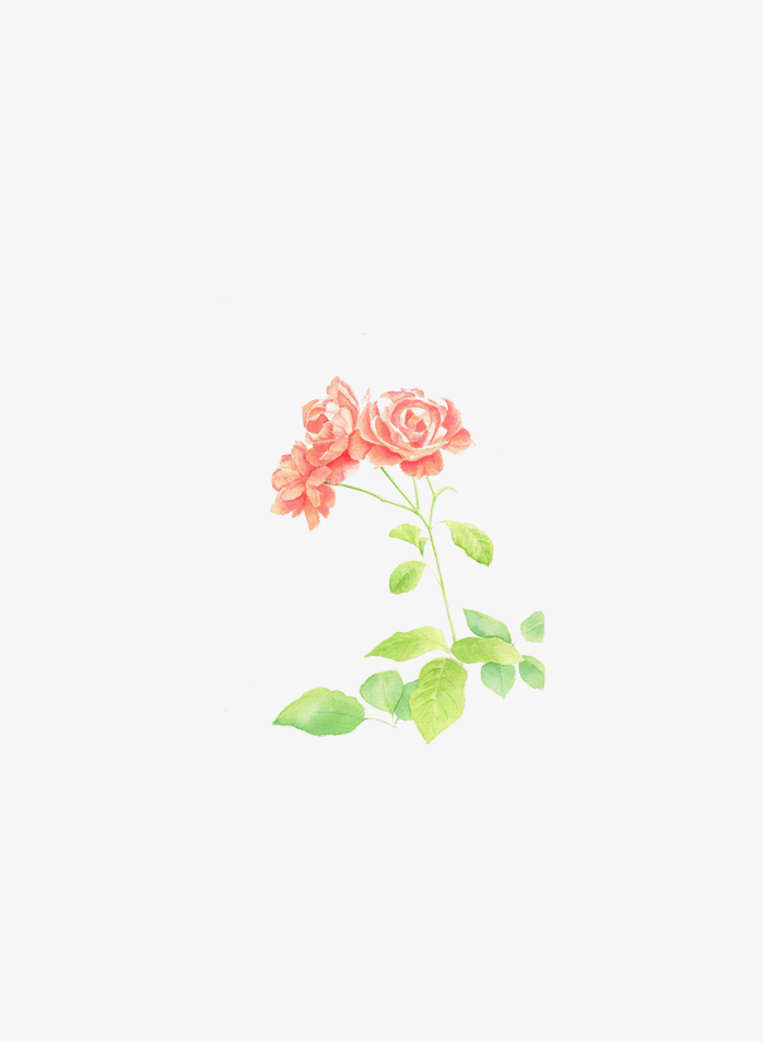 月季