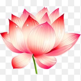 手绘荷花