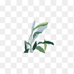 卡通植物