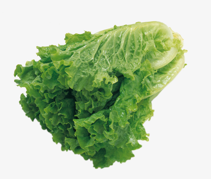 生菜