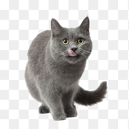 可爱的猫咪
