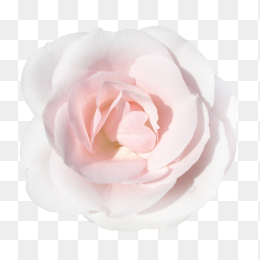 粉白色玫瑰