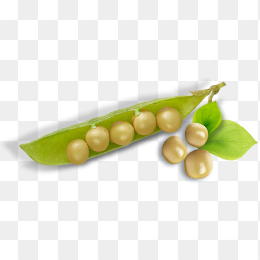豆子