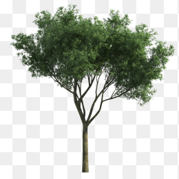 大树