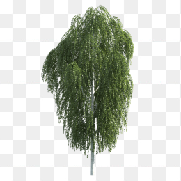 大树