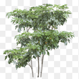 大树