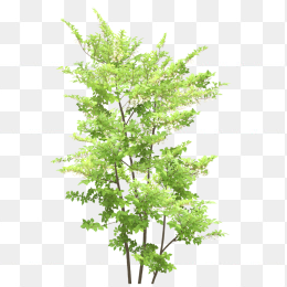 大树