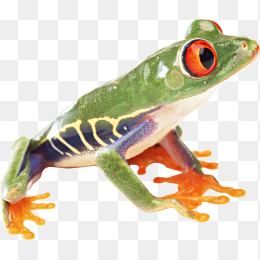 青蛙