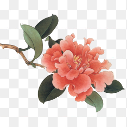 手绘鲜花