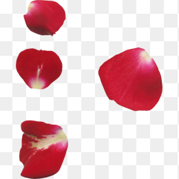小玫瑰