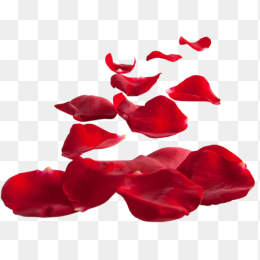 玫瑰花瓣