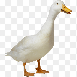 鹅