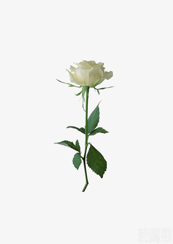 玫瑰花