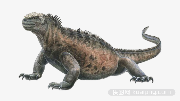 动物 野生动物  蜥蜴  壁虎  变色龙   动物实拍 
