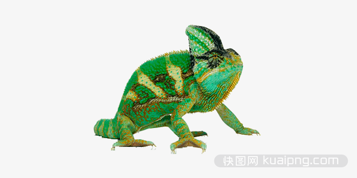 动物  动物实拍  野生动物  蜥蜴  壁虎  变色龙