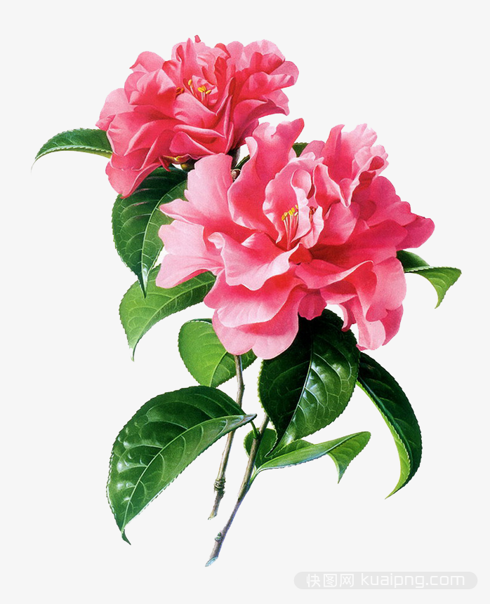多彩鲜花设计元素
