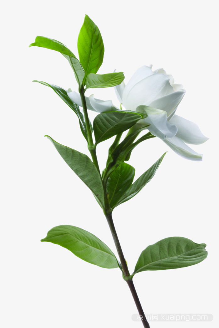 绿色鲜花设计元素