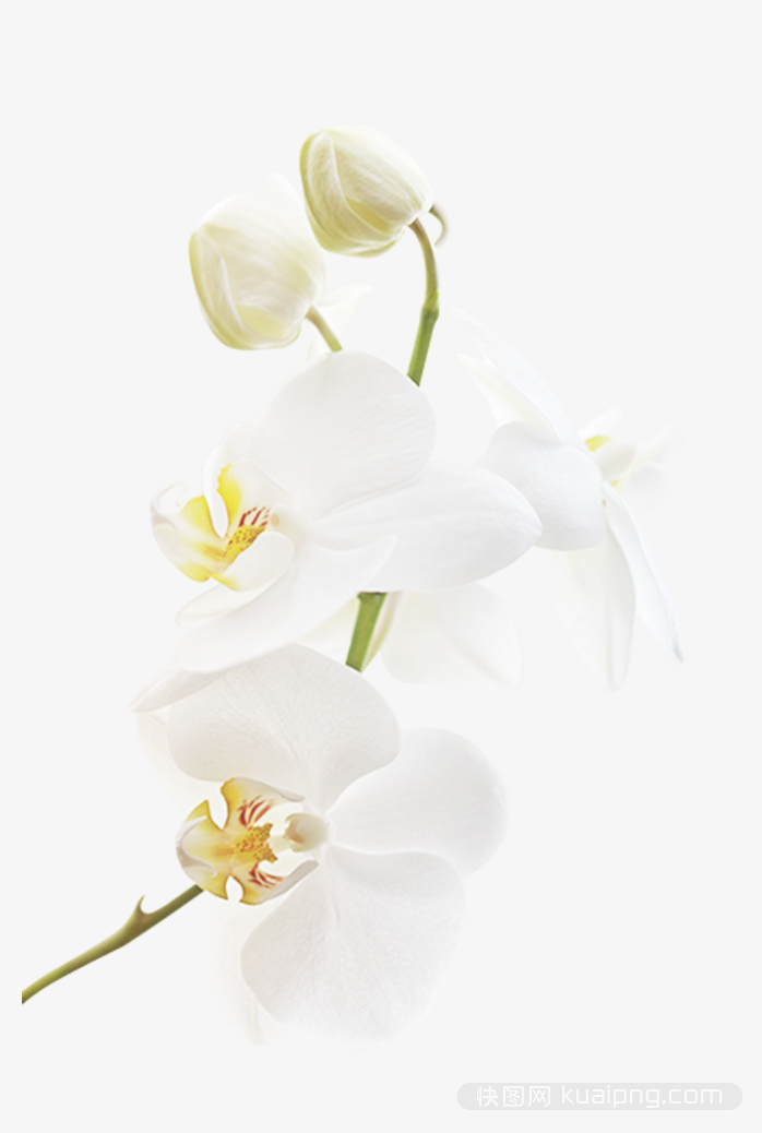 多彩鲜花设计元素