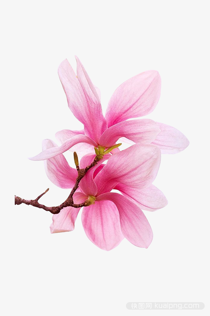 多彩鲜花设计元素