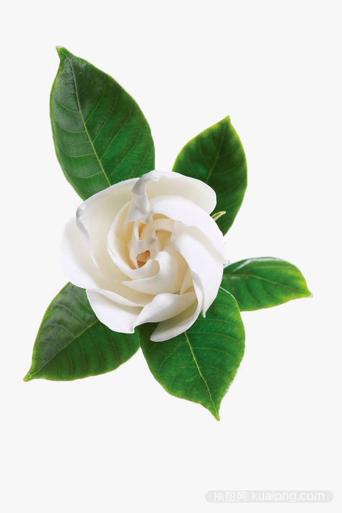 白色鲜花设计元素