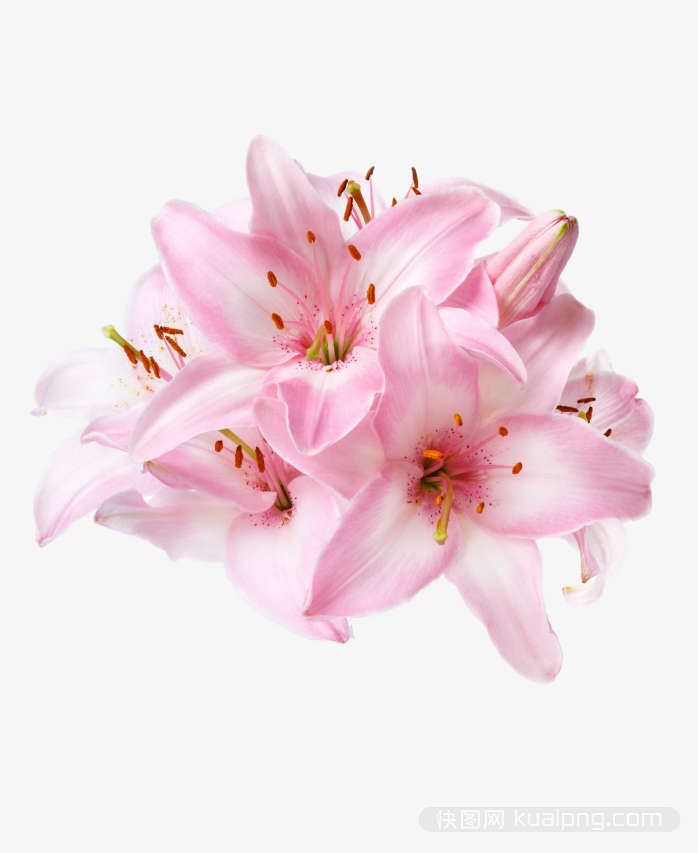 多彩鲜花设计元素