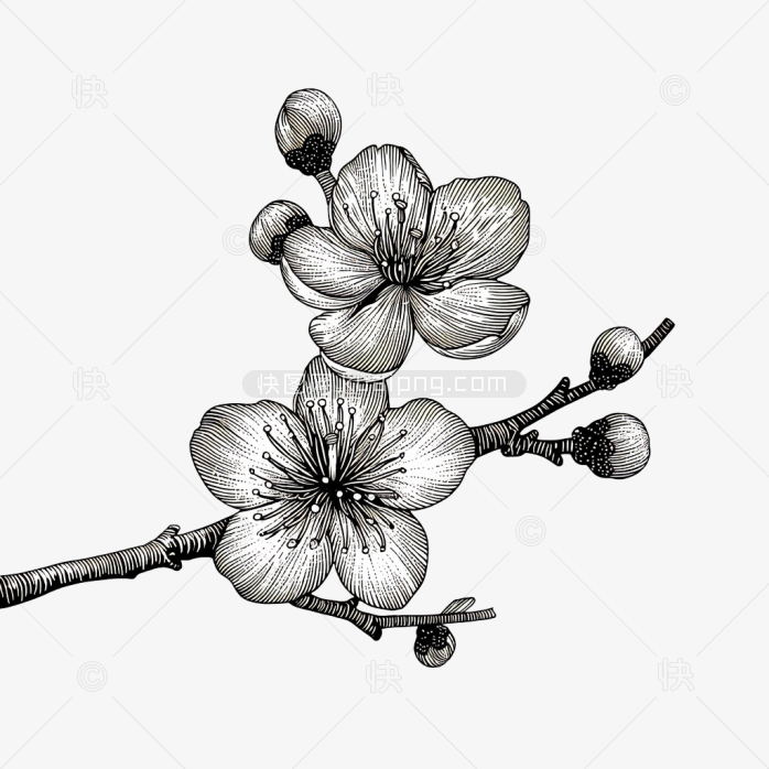 原创手绘腊梅植物