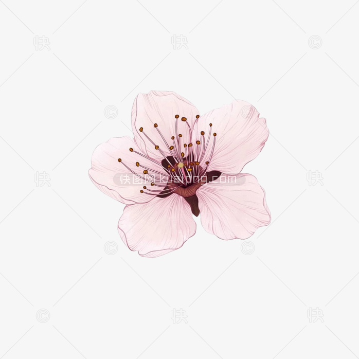 原创手绘樱花