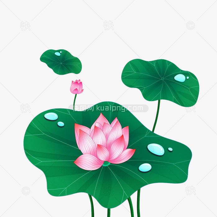 快图网原创手绘荷花