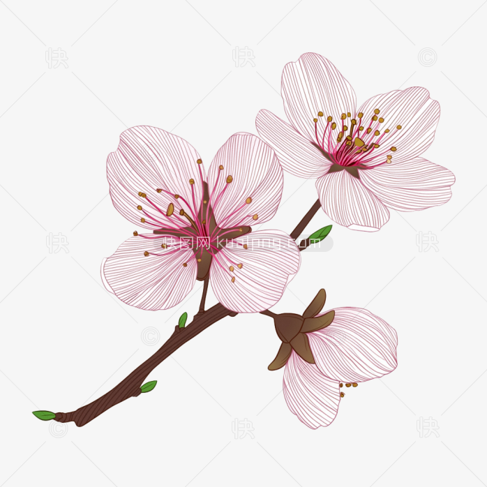快图网原创手绘樱花素材