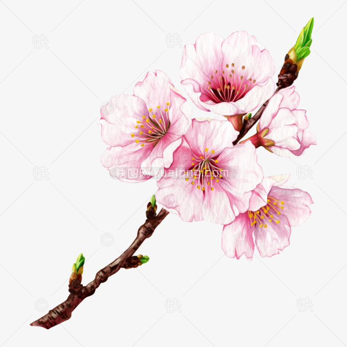 原创手绘樱花
