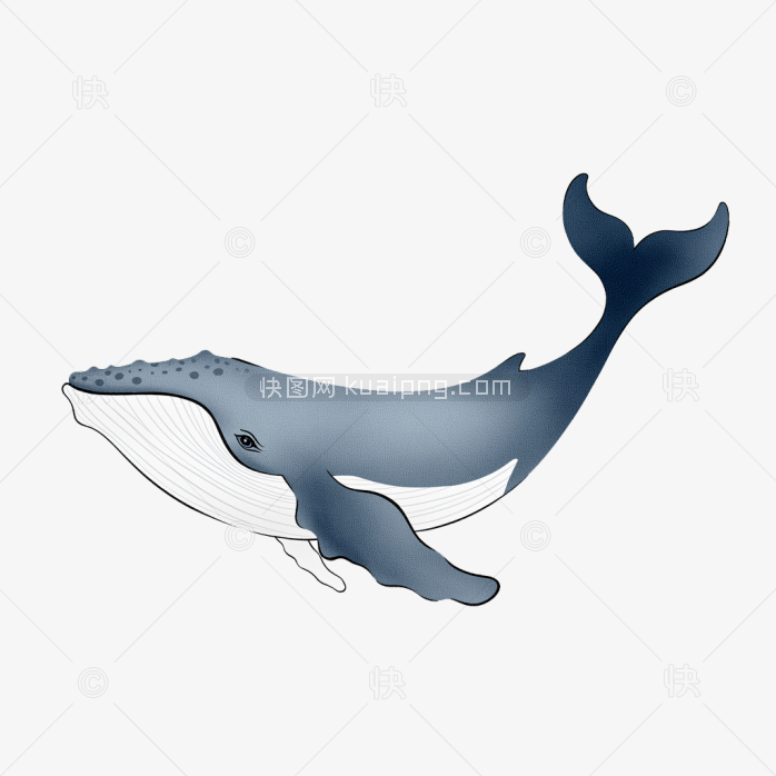 快图网原创鲸鱼