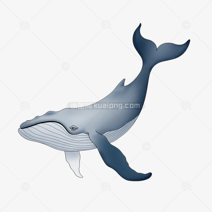 快图网原创鲸鱼