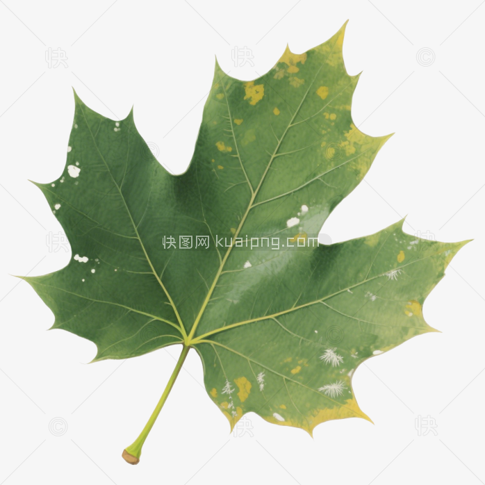 快图网原创手绘树叶