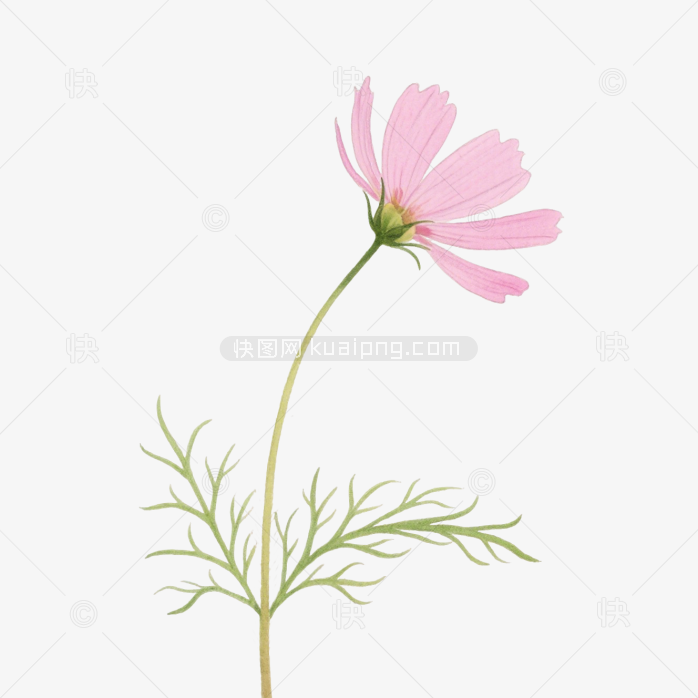 快图网原创手绘秋英