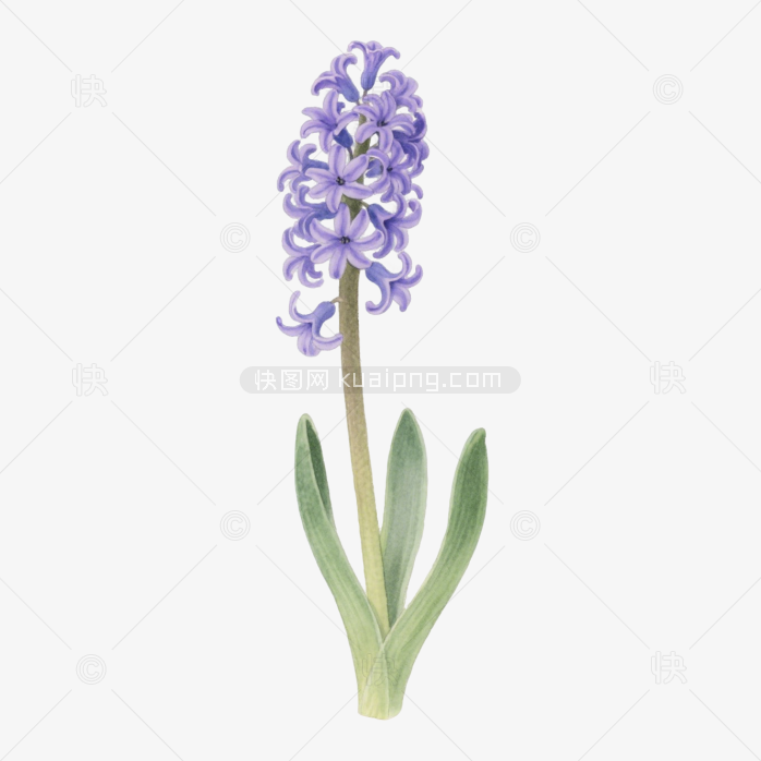 快图网原创手绘风信子