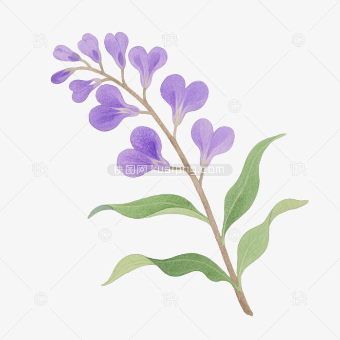 快图网原创手绘鼠尾草