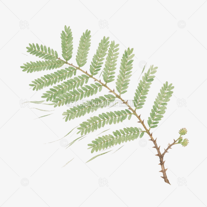 快图网原创手绘含羞草