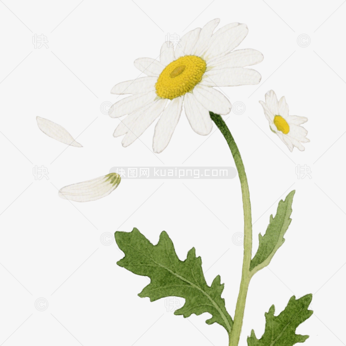快图网原创手绘雏菊
