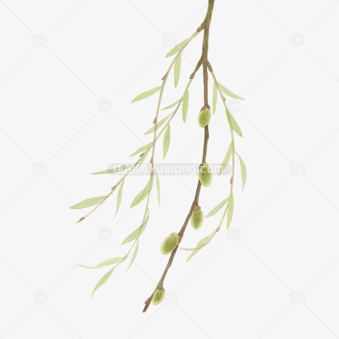 快图网原创手绘春天柳条植物