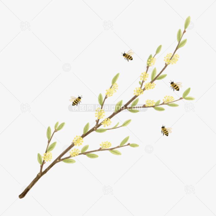 快图网原创手绘春天柳条植物