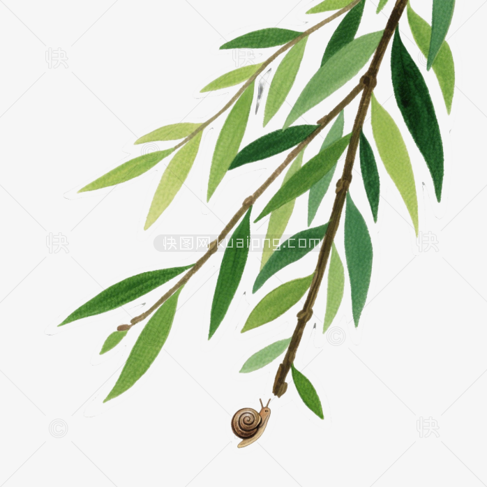 快图网原创手绘春天柳条植物