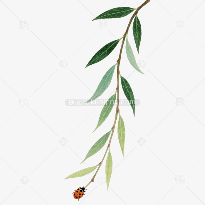 快图网原创手绘春天柳条植物