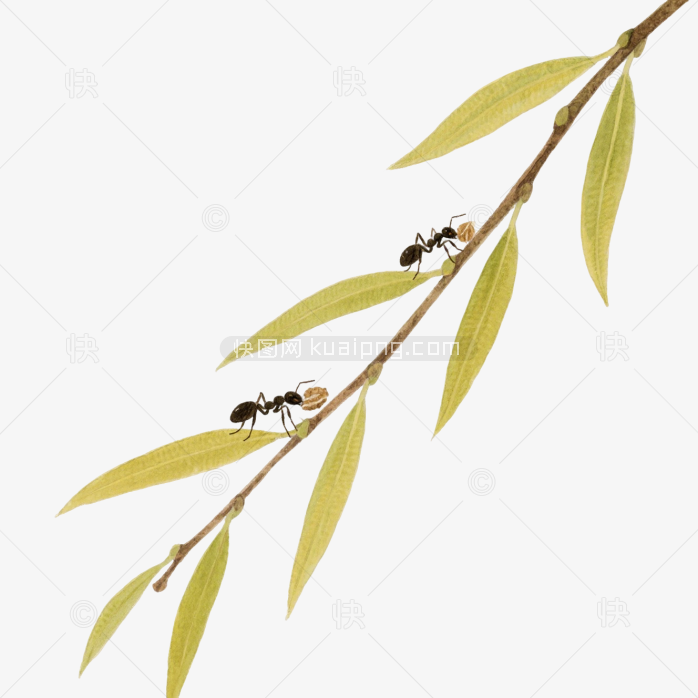 快图网原创手绘春天柳条植物
