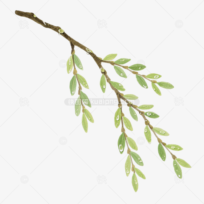 快图网原创手绘春天柳条植物
