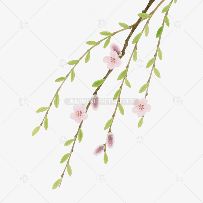 快图网原创手绘春天柳条植物