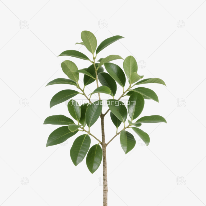 快图网原创桂花树