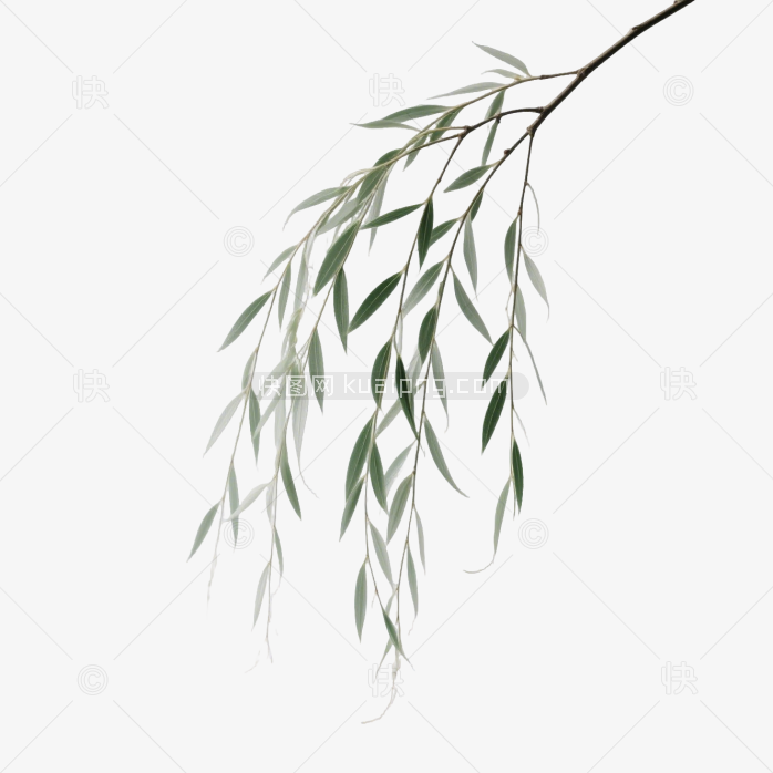 柳树