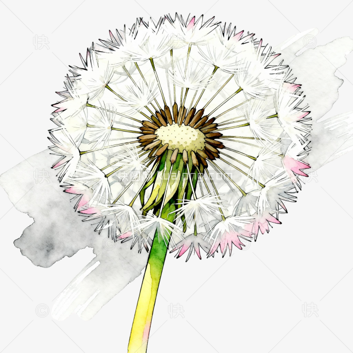 手绘蒲公英