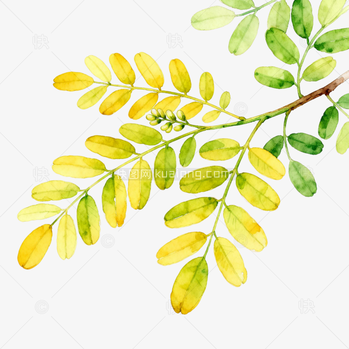 手绘树叶