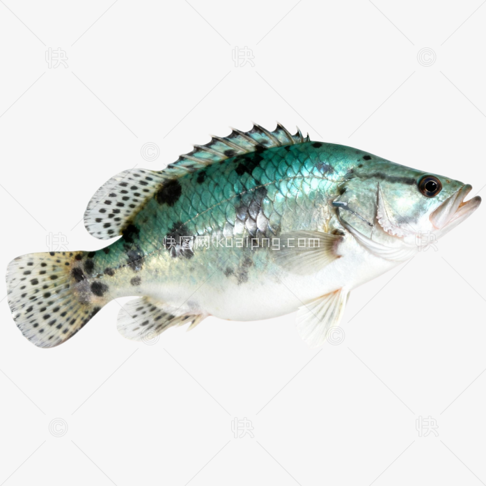 鳜鱼